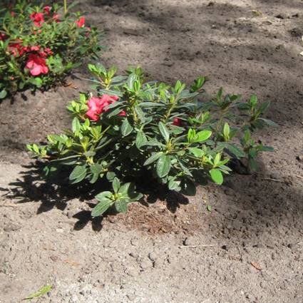 Bloom-A-Thon Red Reblooming Azalea